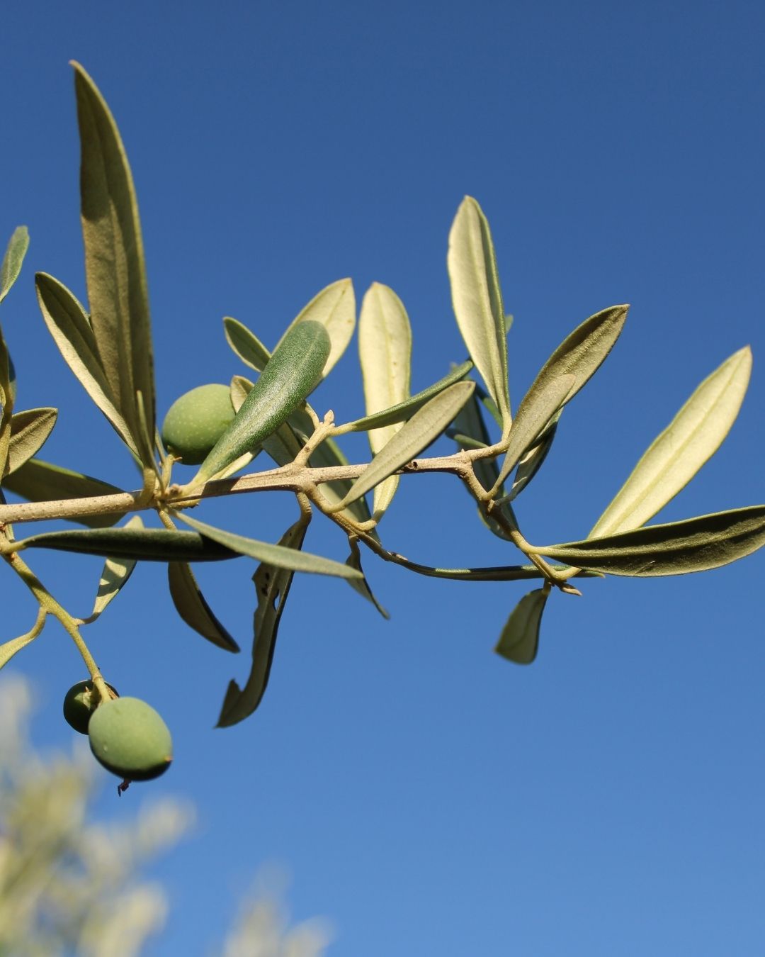 Zeytinyağı Alırken Nelere Dikkat Etmeliyiz ?